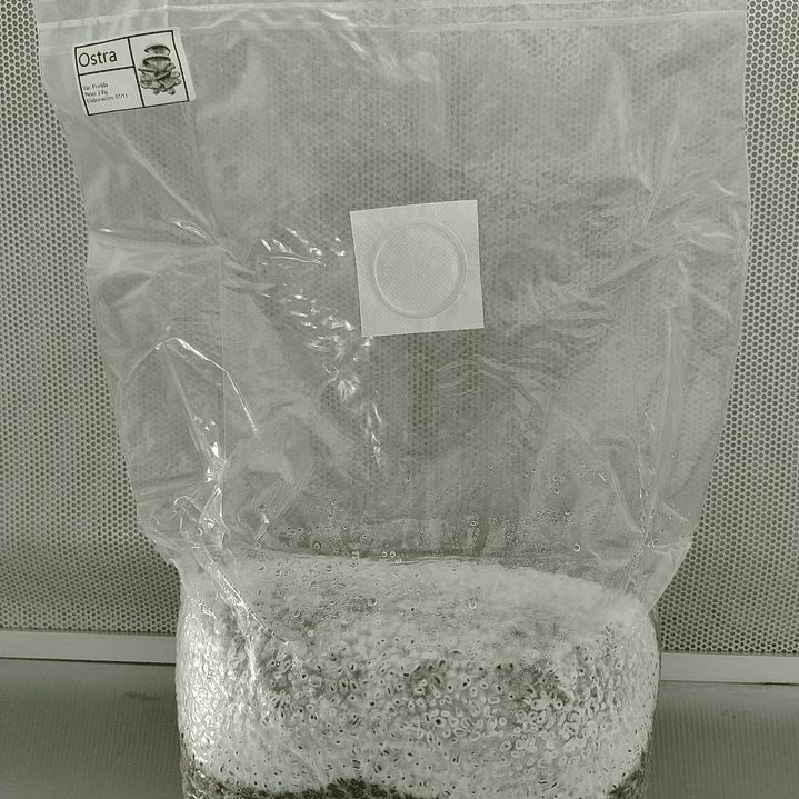 Micelio en grano bolsa 2kg / Ostra Florida 1