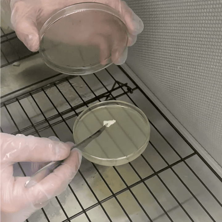 Placa Petri / Ostra Florida 1