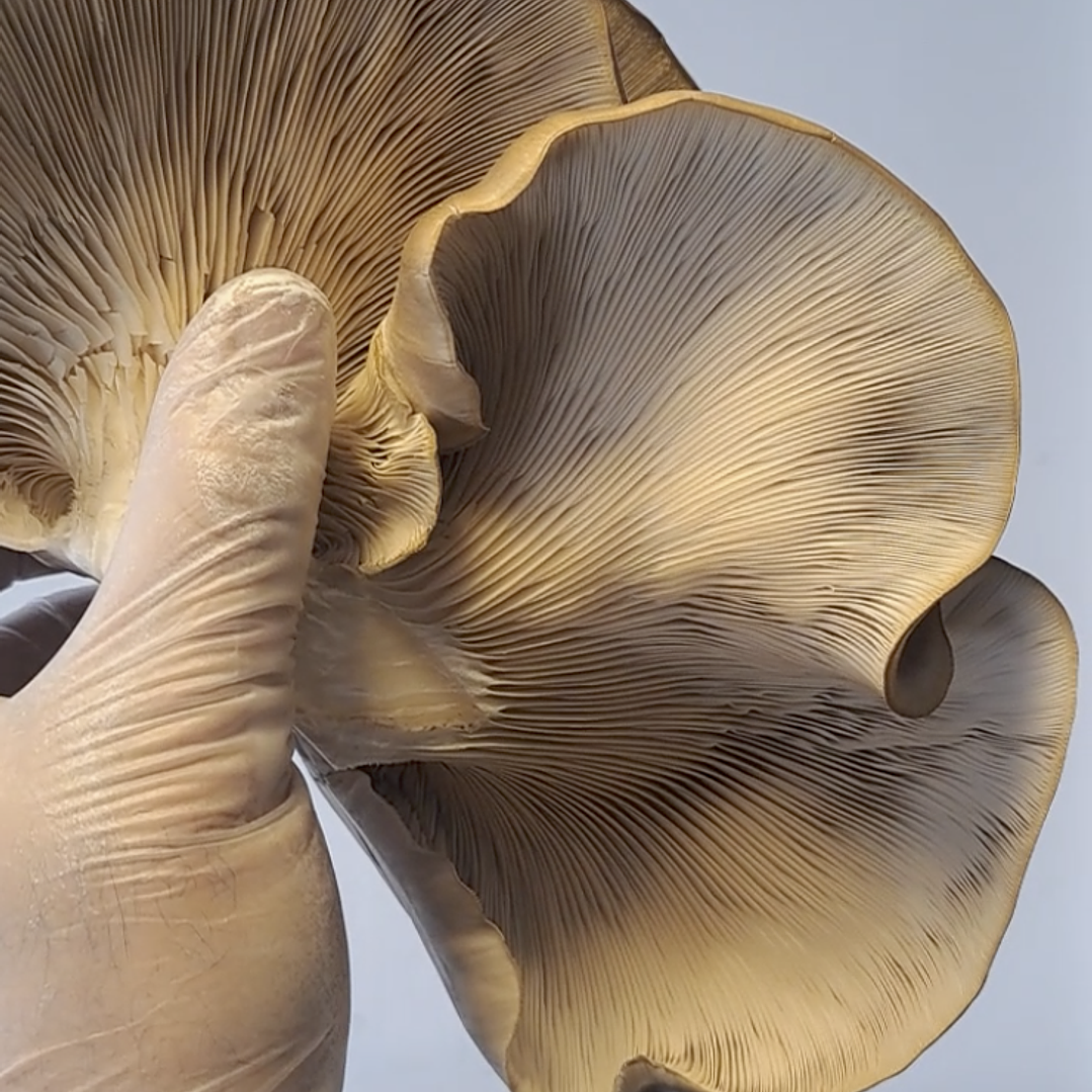 Curso Avanzado de Micología (Online / Presencial) 1