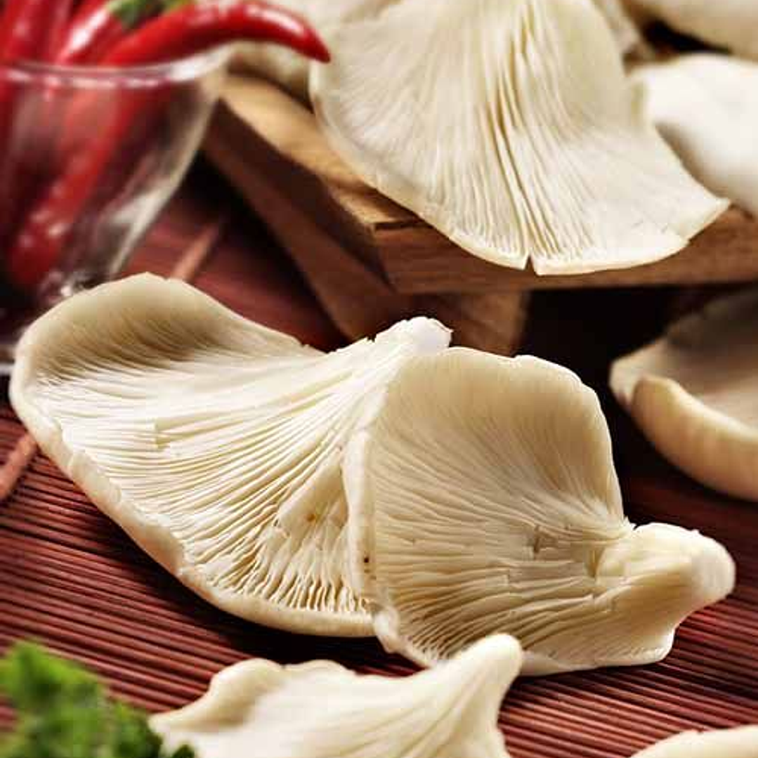 Packing 400 grm Seta Ostra Florida 2