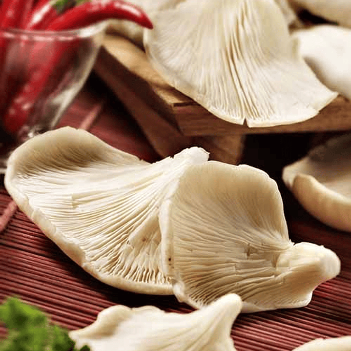 Packing 400 grm Seta Ostra Florida 2