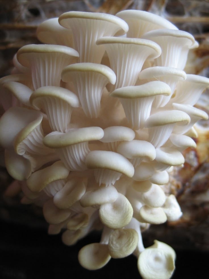 Packing 400 grm Seta Ostra Florida 3