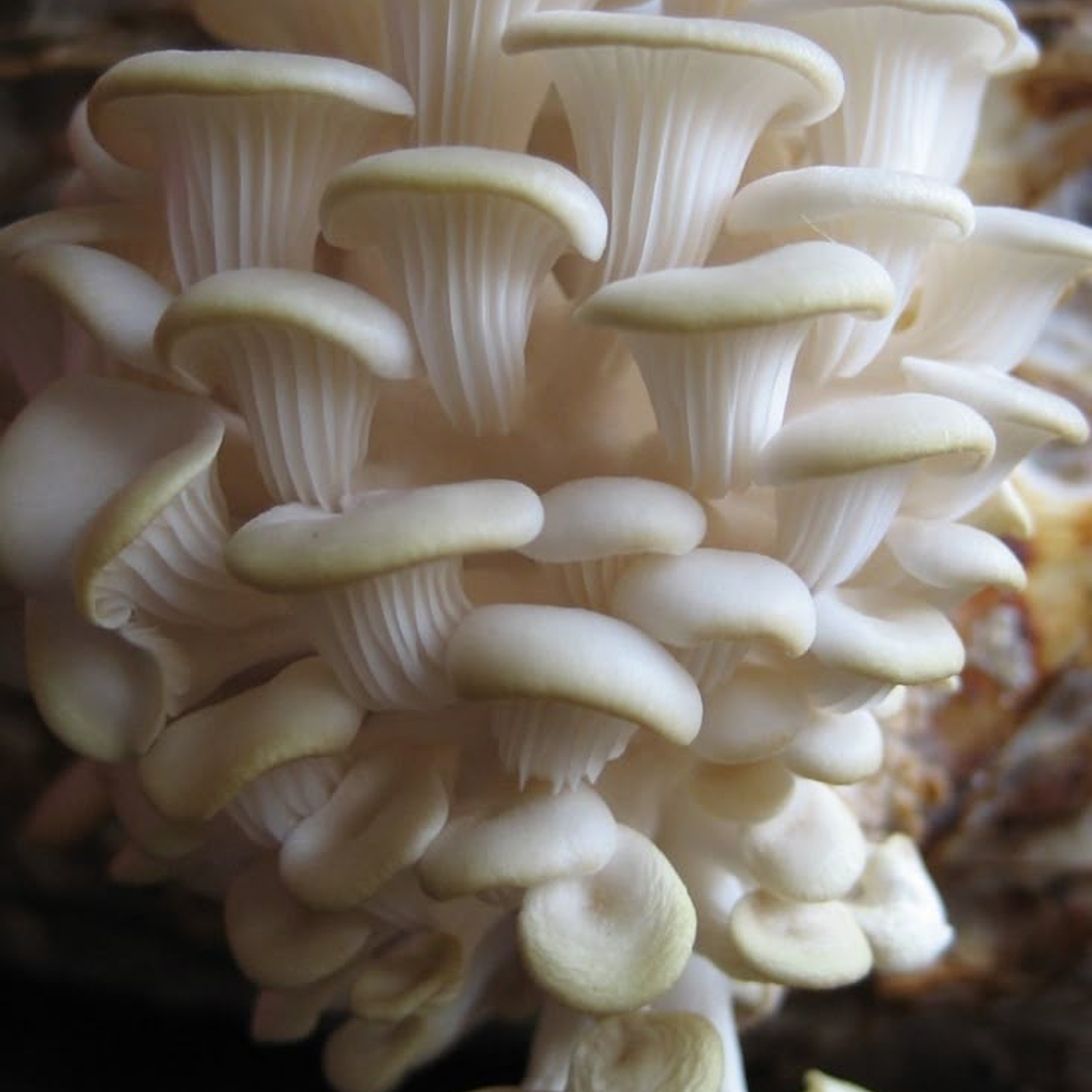 Packing 400 grm Seta Ostra Florida 3