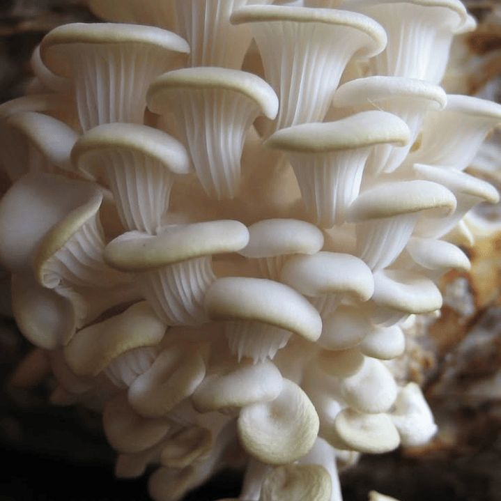 Packing 400 grm Seta Ostra Florida 3