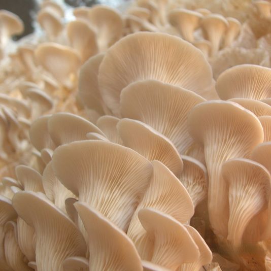 Packing 400 grm Seta Ostra Florida 4