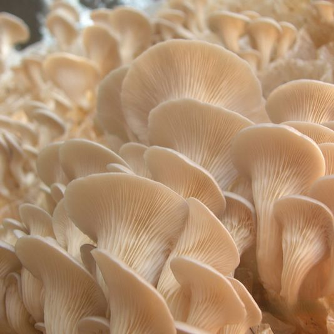 Packing 400 grm Seta Ostra Florida 4