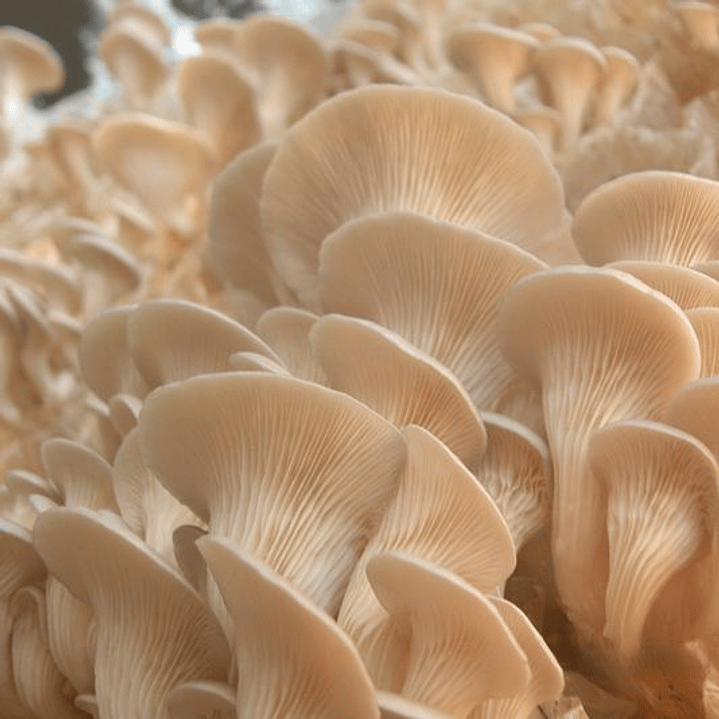 Packing 400 grm Seta Ostra Florida 4