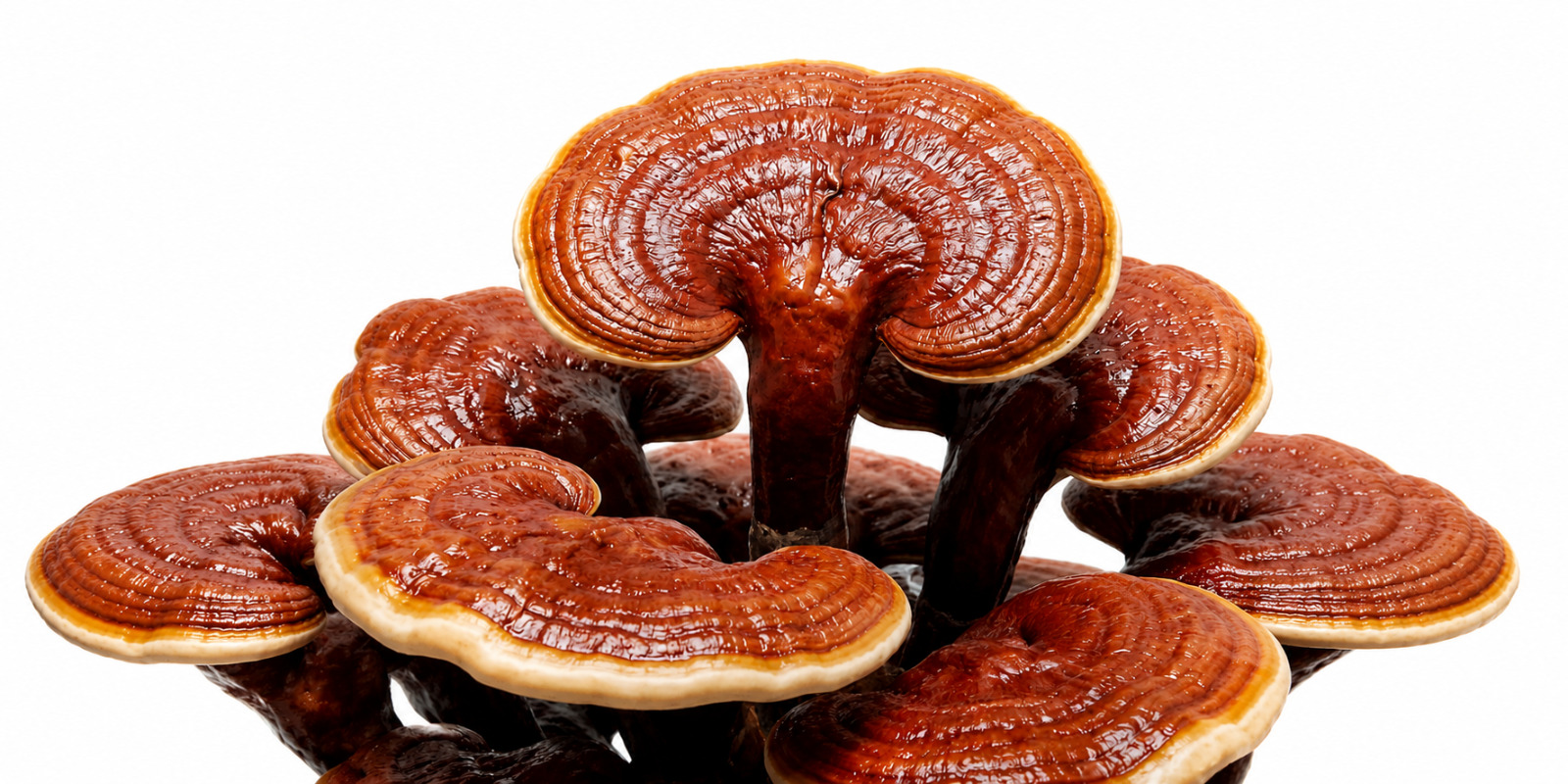 Reishi