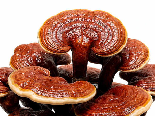 Reishi