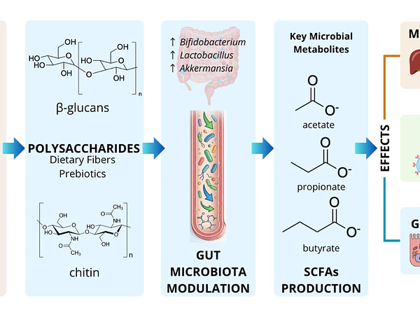 Hongos medicinales y microbiota: ¿el secreto de sus efectos empieza en el intestino?