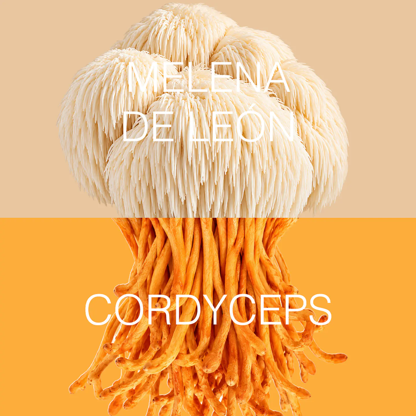 FOCUS: Melena de León + Cordyceps 3