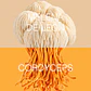 FOCUS: Melena de León + Cordyceps - Miniatura 3