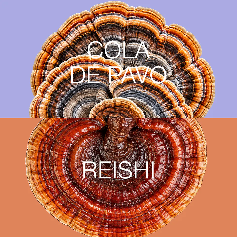 DEFENCE: Cola de Pavo + Reishi 3