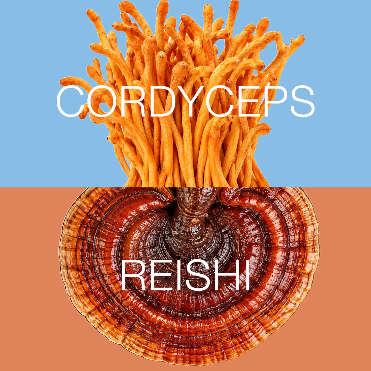 ENERGY: Cordyceps + Reishi 3