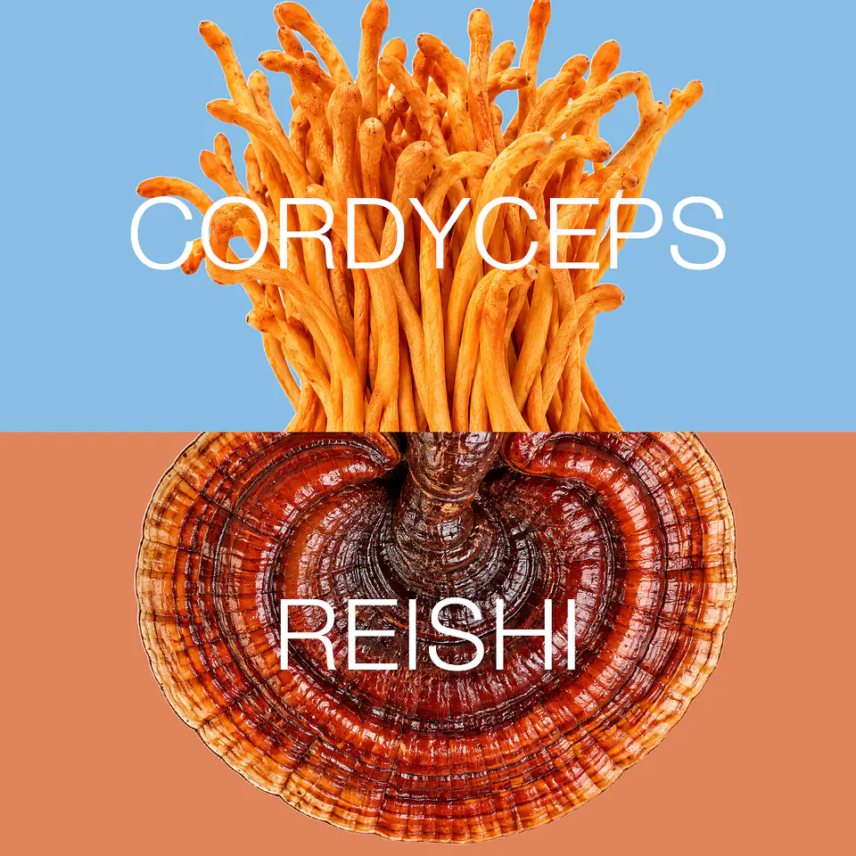 ENERGY: Cordyceps + Reishi 3