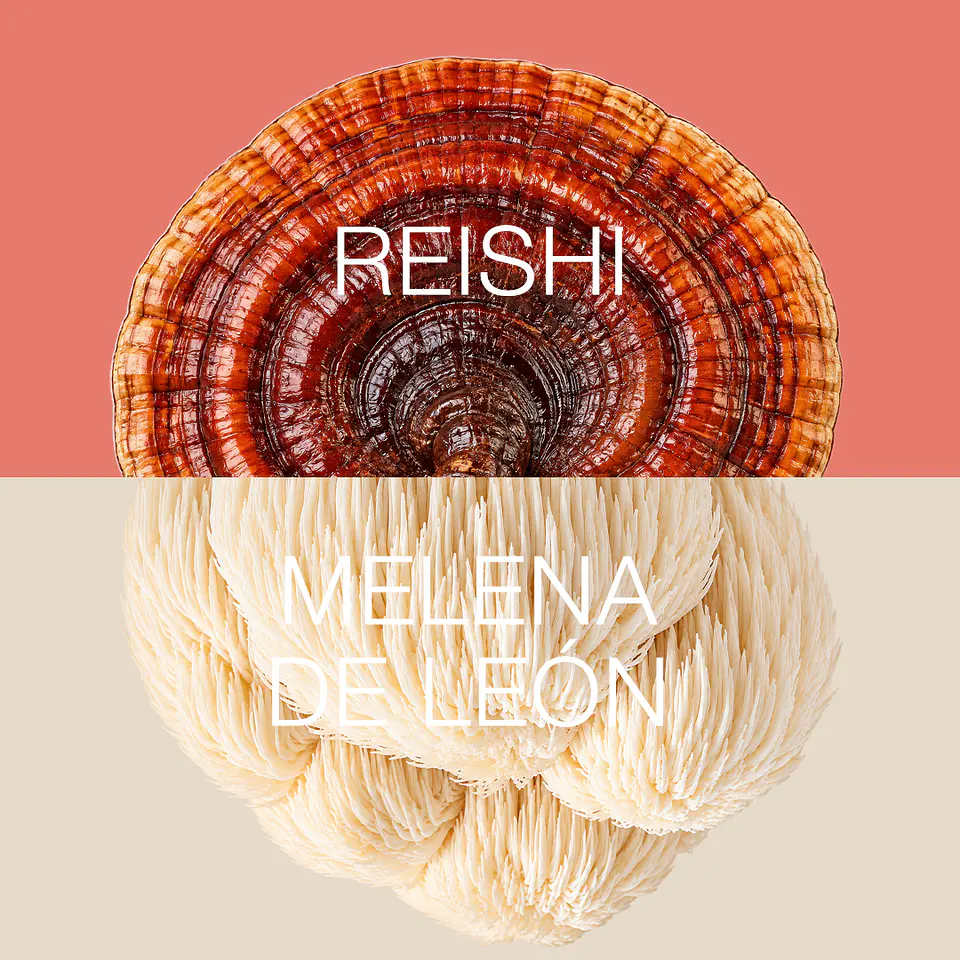 CALM: Melena de León + Reishi 3