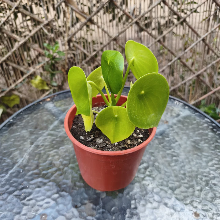 Cucharita 1