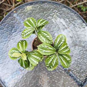 Pilea plateada