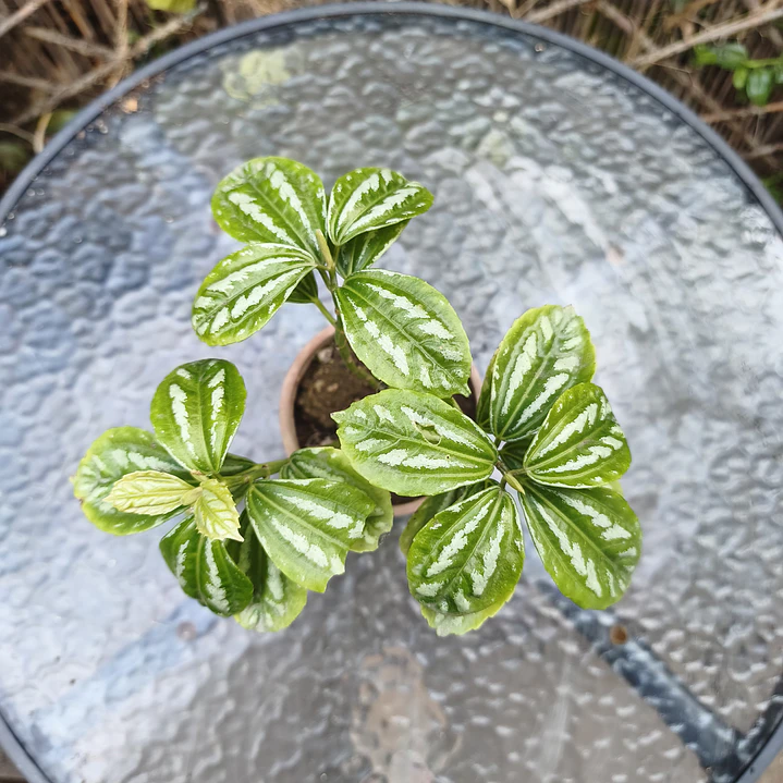 Pilea plateada 1