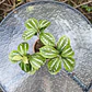 Pilea plateada - Miniatura 1