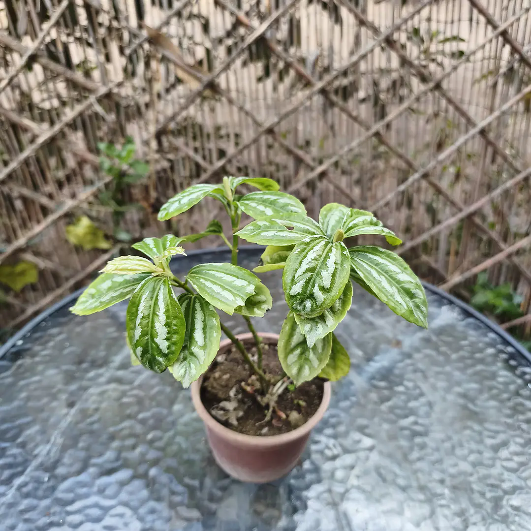 Pilea plateada 2