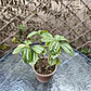 Pilea plateada - Miniatura 2