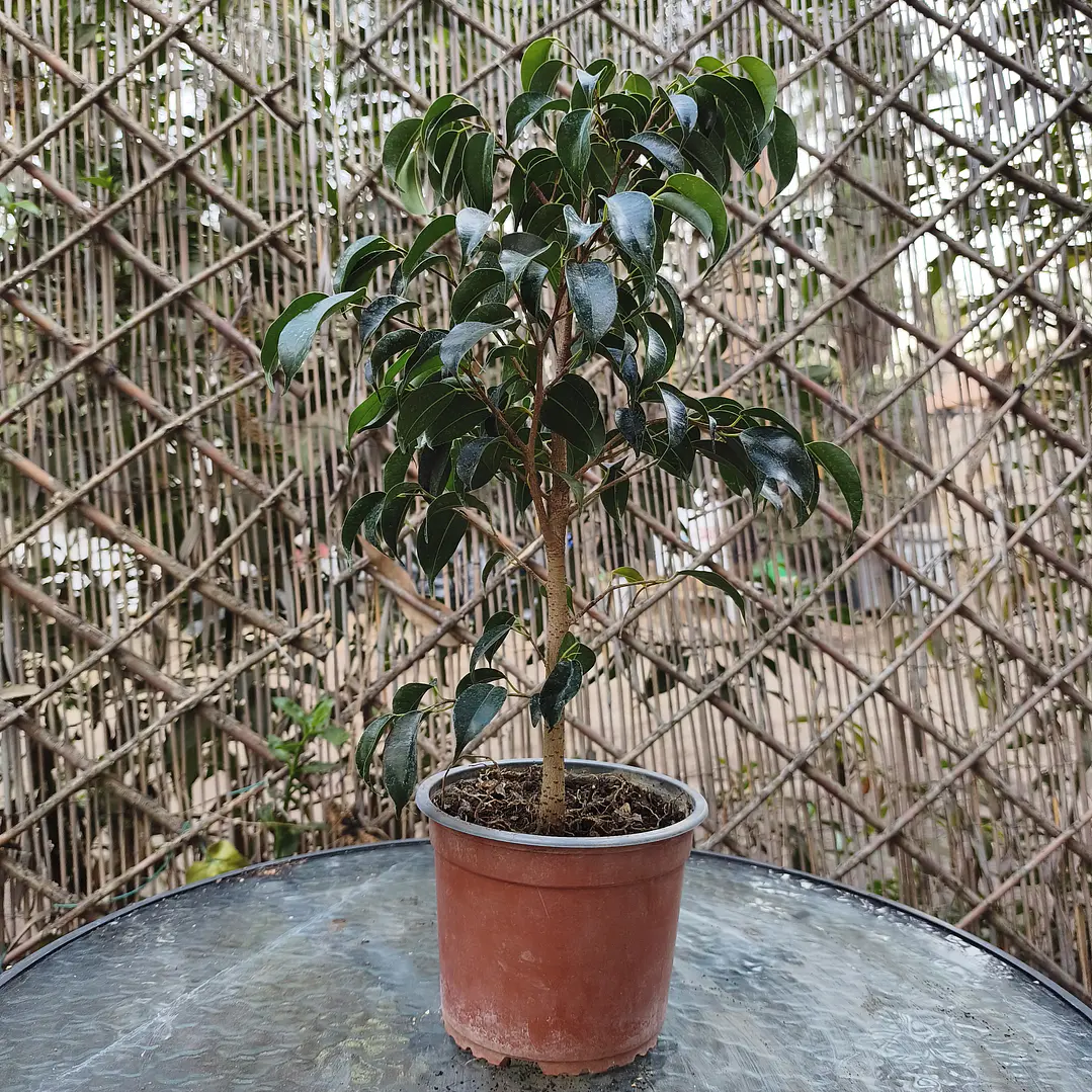 Ficus llorón 1