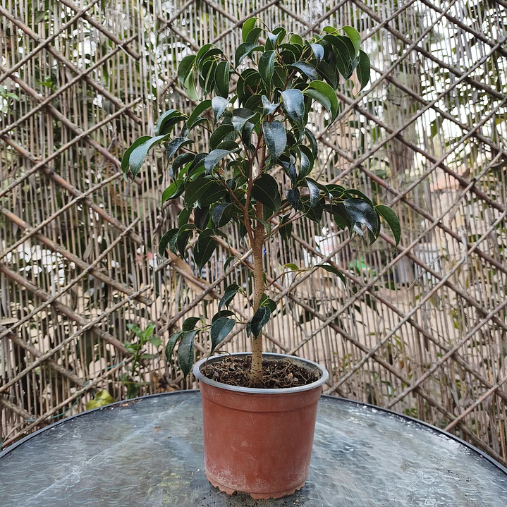 Ficus llorón 1