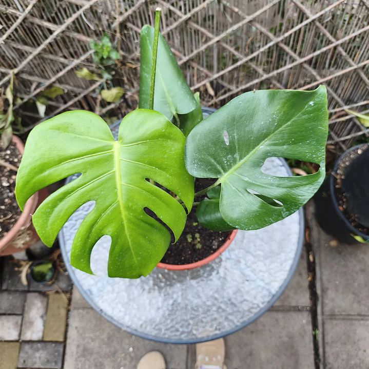 Monstera deliciosa 1