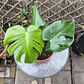 Monstera deliciosa - Miniatura 1