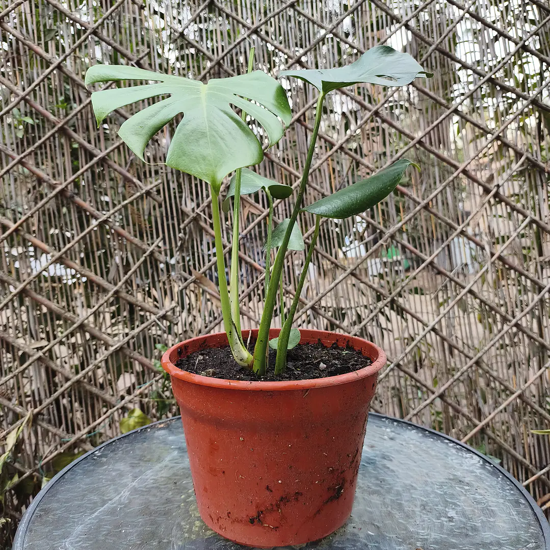 Monstera deliciosa 2