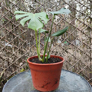 Monstera deliciosa