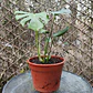 Monstera deliciosa - Miniatura 2