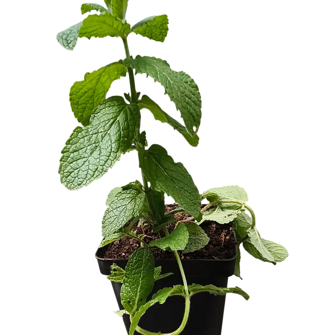 Menta  Spicata 1