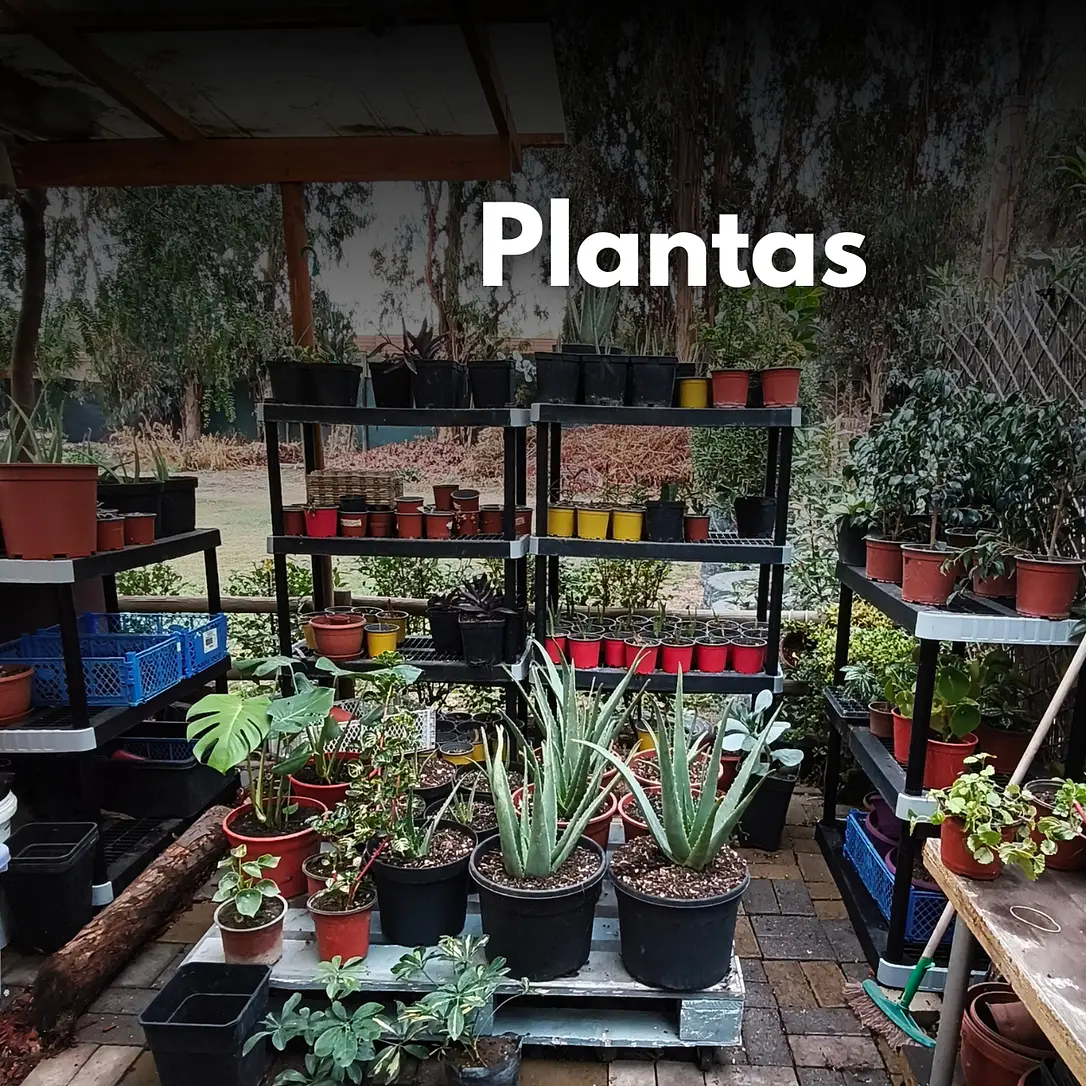 PLANTAS