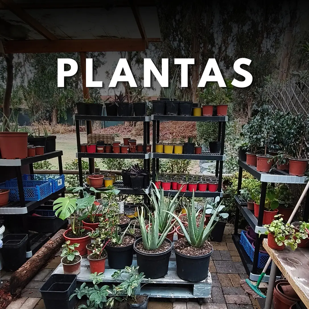 PLANTAS