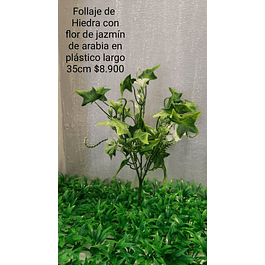 Follaje de hiedra con flor de jazmín