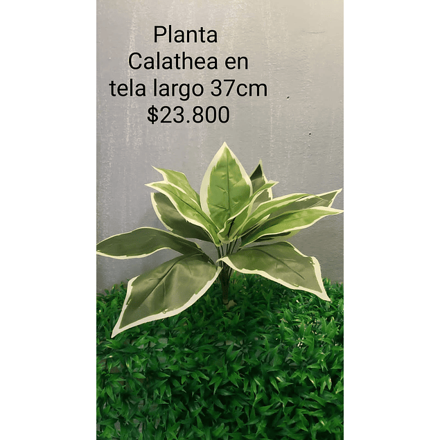 Planta calathea