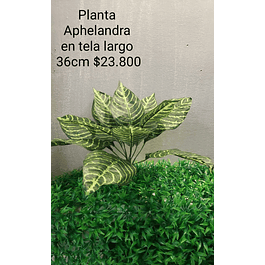 Planta Aphelandra