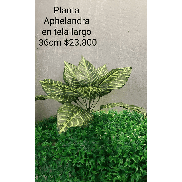 Planta Aphelandra