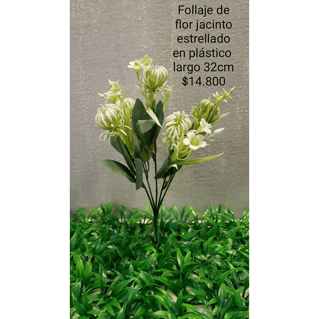 Follaje flor jacinto blanca