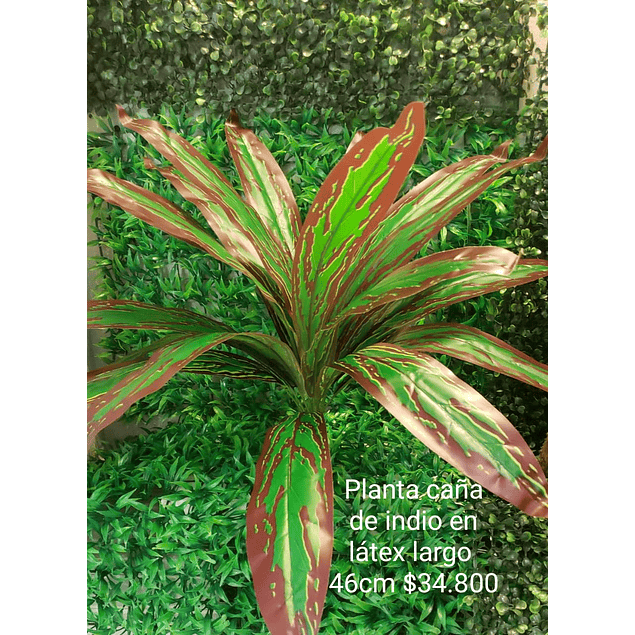 Planta caña de indio (sin matera)