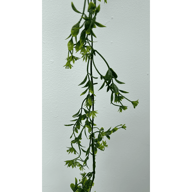 Enredadera hoja de flecha 