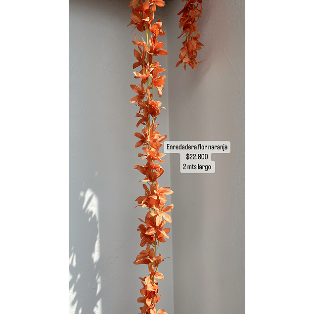 Enredadera flor naranja