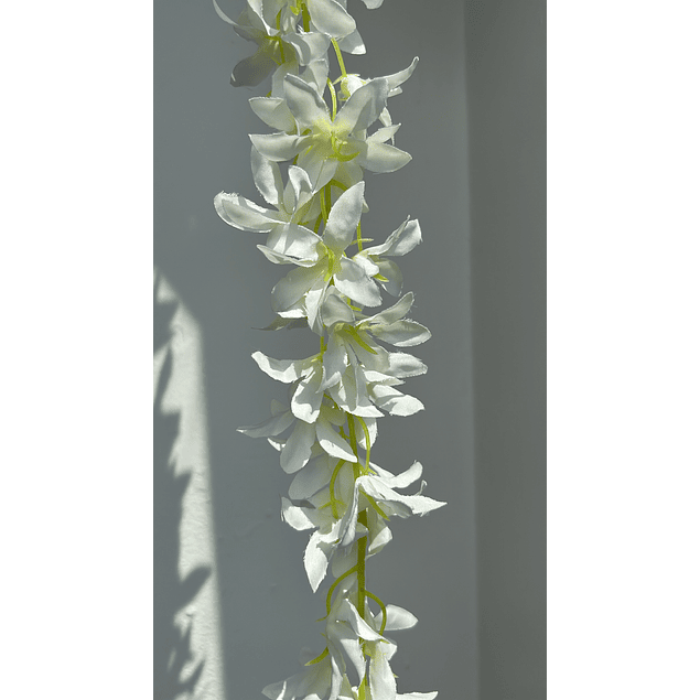 Enredadera flor blanca