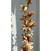 Enredadera flor cobre 