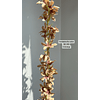 Enredadera flor cobre 