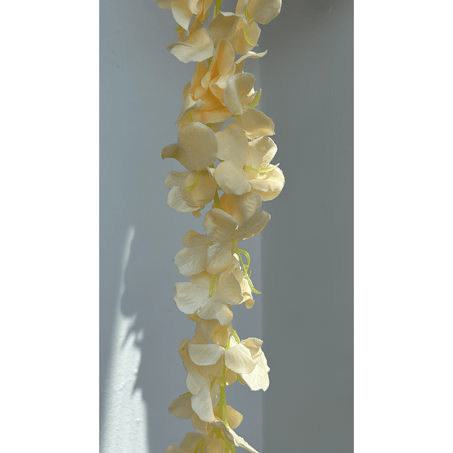 Enredadera flor curuba 