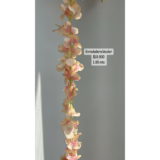 Enredadera bicolor 
