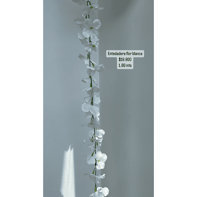 Enredadera flor blanca 